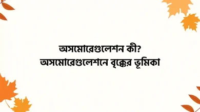 অসমোরেগুলেশন কী? অসমোরেগুলেশনে বৃক্কের ভূমিকা